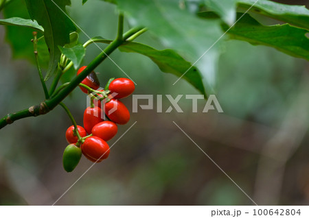 青木の実 青木の実 100642804