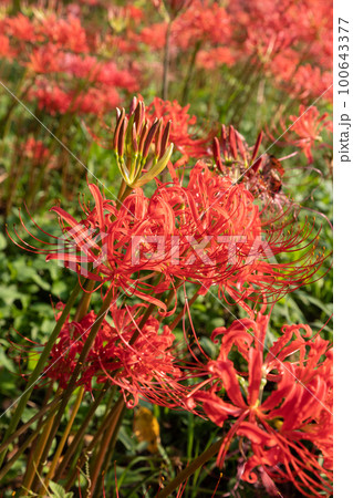 埼玉県吉見町の彼岸花の風景 100643377