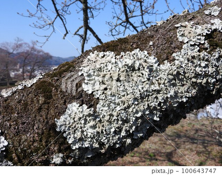 桜の幹に発生した地衣類「ウメノキゴケ」 桜の幹に発生した地衣類「ウメノキゴケ」 100643747