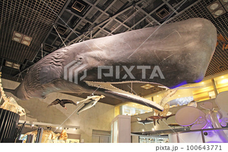 国立科学博物館　マッコウクジラの半身模型付全身骨格標本 100643771