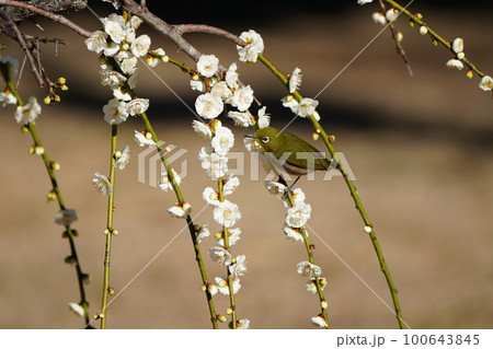 快晴の朝早く満開の梅の花の蜜を食べるメジロ 快晴の朝早く満開の梅の花の蜜を食べるメジロ 100643845