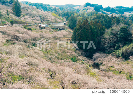 奈良 賀名生梅林 梅の花 奈良 賀名生梅林 梅の花 100644309