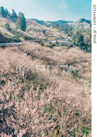 奈良　賀名生梅林　 梅の花 100644320