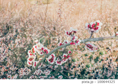奈良　賀名生梅林　 梅の花 100644325