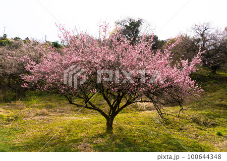 奈良 賀名生梅林 梅の花 奈良 賀名生梅林 梅の花 100644348