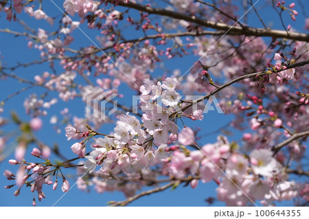 桜を見ると新年度、今年も頑張ろうと思えます。青空と桜のコラボレーションは一年で一番好きな季節です 100644355