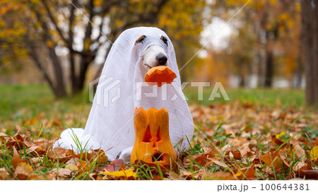 Jack Russell Terrier dog in a ghost costume puts a pumpkin cap on a jack-o-lantern in the autumn forest.  100644381