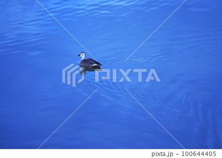 カルガモ 100644405