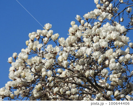 満開のハクモクレン 満開のハクモクレン 100644406