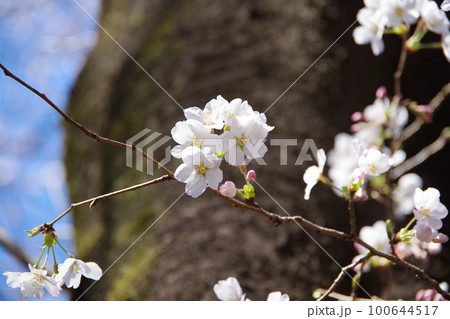 桜の花　満開 100644517