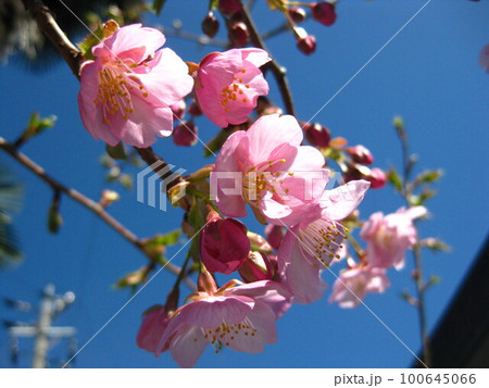 青空とピンク色が綺麗な桜を撮影しました。 100645066