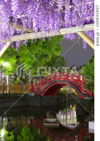 亀戸天神　藤の花 100645607