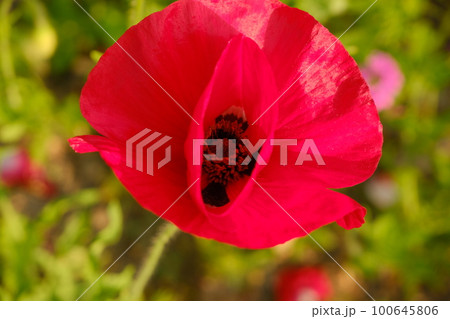 ケシの花 100645806