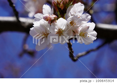 ソメイヨシノ 100645914