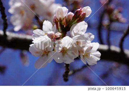 ソメイヨシノ 100645915