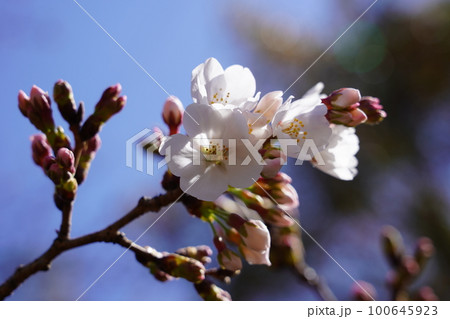 ソメイヨシノ 100645923
