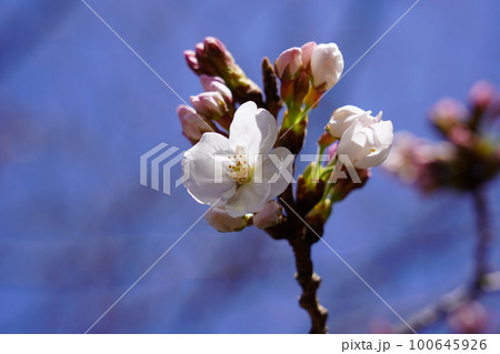 ソメイヨシノ ソメイヨシノ 100645926