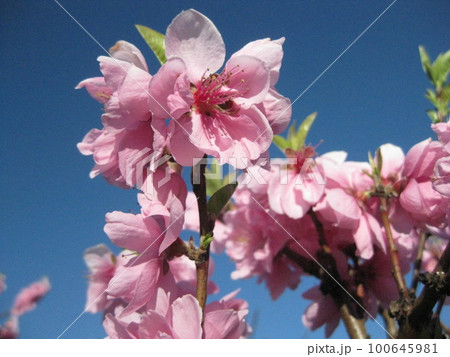 桜と青空を撮影しました。澄み渡る青空にとても映える桜の花でした。 桜と青空を撮影しました。澄み渡る青空にとても映える桜の花でした。 100645981