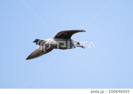 冬、青空バックに飛翔するオオセグロカモメ幼鳥 冬、青空バックに飛翔するオオセグロカモメ幼鳥 100646005