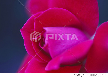 濃いピンクのバラの花 クローズアップイメージ写真 濃いピンクのバラの花 クローズアップイメージ写真 100646639