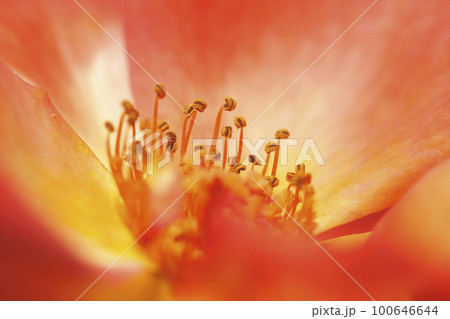 オレンジ色のバラ科の花 クローズアップイメージ写真 100646644