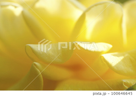 黄色いバラ科の花びら クローズアップイメージ写真 100646645