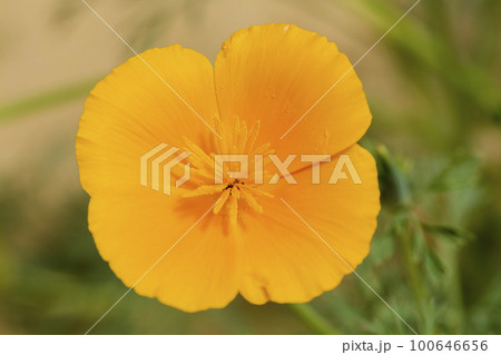 two orange escholzia flowers close-up on a background of greenery 100646656