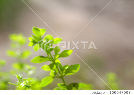 Blurred close up fresh nature view of green leaf on greenery background with copy space. Natural green plants landscape, ecology, fresh wallpaper concept. Out of focus Blurred close up fresh nature view of green leaf on greenery background with copy space. Natural green plants landscape, ecology, fresh wallpaper concept. Out of focus 100647008
