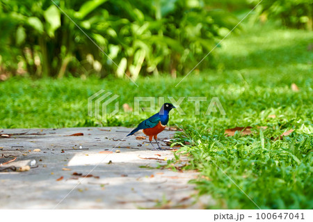The superb starling is looking for food near the picnic table in the city park The superb starling is looking for food near the picnic table in the city park 100647041