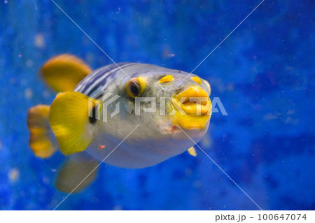 水族館　可愛いシマフグ 100647074