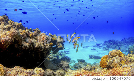 沖縄　阿嘉島のニシハマビーチ　水中撮影 100647076