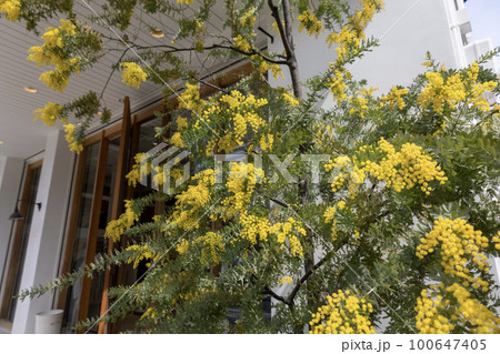 ミモザアカシア / 647