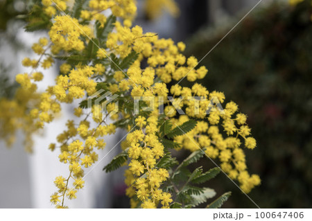 ミモザアカシア / 647