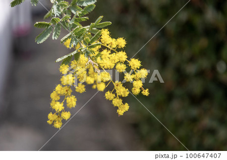 ミモザアカシア / 647 - 常緑樹割引