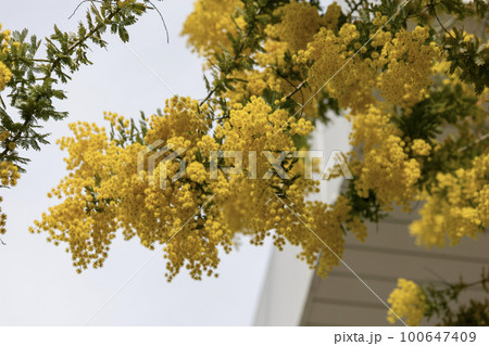 ミモザアカシア / 647