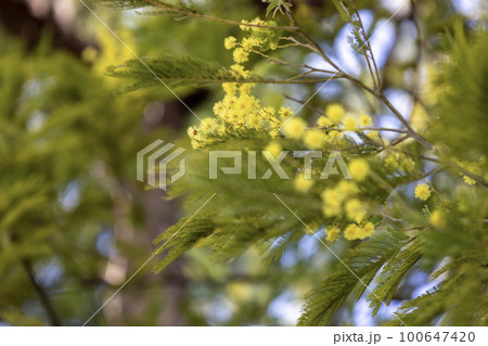 黄色く丸い小さな花が可愛いミモザ（アカシア） 100647420