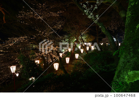 福井県　坂井市丸岡　丸岡城の夜桜と上り道 100647468