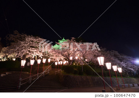 福井県 坂井市丸岡 丸岡城と満開の桜 福井県 坂井市丸岡 丸岡城と満開の桜 100647470