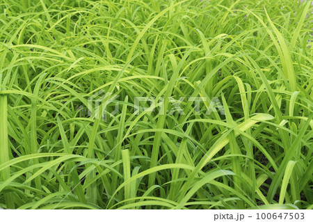 Beautiful green grass background in the nature Beautiful green grass background in the nature 100647503