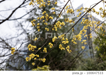 可愛い黄色い花の咲くサンシュユの木 100647533