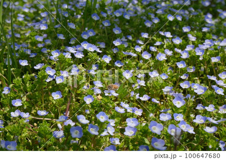 花畑のミツバチ 100647680