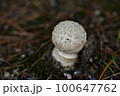 丸くて白い不思議なキノコが生えてきた 100647762