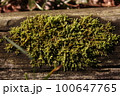 木の上にしっかりと生え出てきたコケたち 100647765