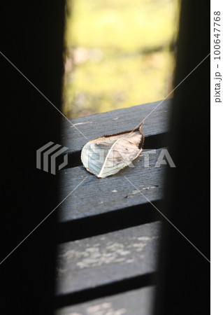 ベンチの上に落ちた落ち葉が隙間から見える 100647768