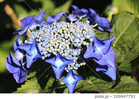 紫陽花 アジサイ あじさい 100647791