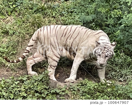 White Bengal tiger standing and looking straight. Bengal tiger (Panthera tigris tigris), looking restless 100647907