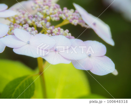 淡いピンクのヤマアジサイ 淡いピンクのヤマアジサイ 100648318