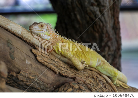 close up Iguana on dry wood 100648476