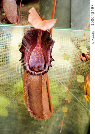 ウツボカズラのアップ ウツボカズラのアップ 100648497