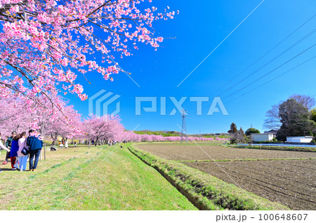 お花見で賑わう満開の桜並木 安行寒桜の桜吹雪 埼玉県坂戸市 北浅羽桜堤公園 お花見で賑わう満開の桜並木 安行寒桜の桜吹雪 埼玉県坂戸市 北浅羽桜堤公園 100648607